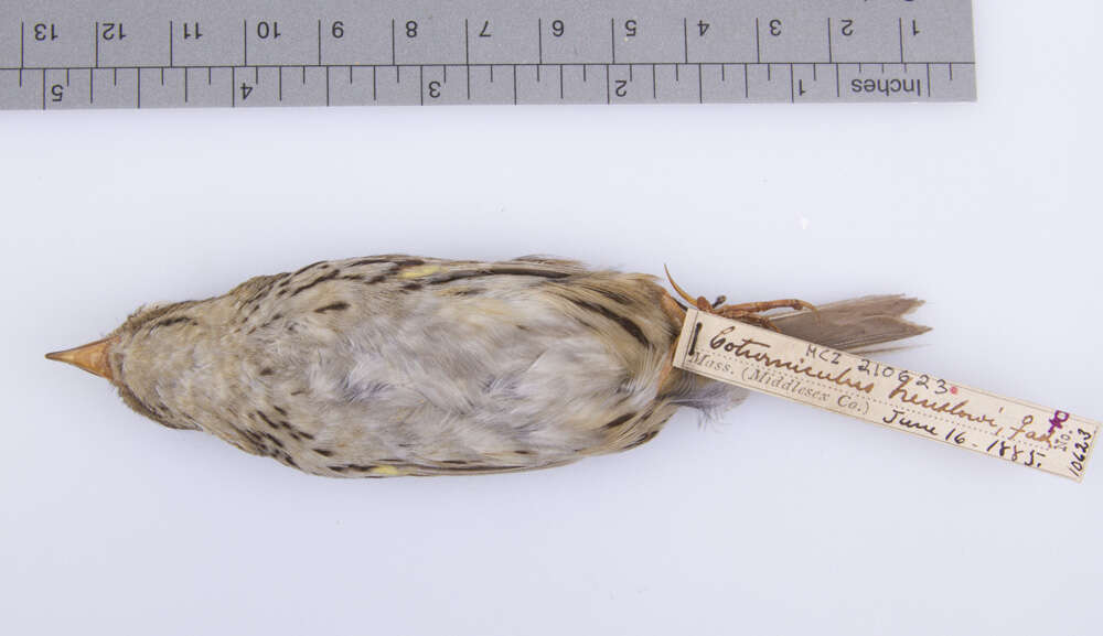 Image of Henslow's Sparrow
