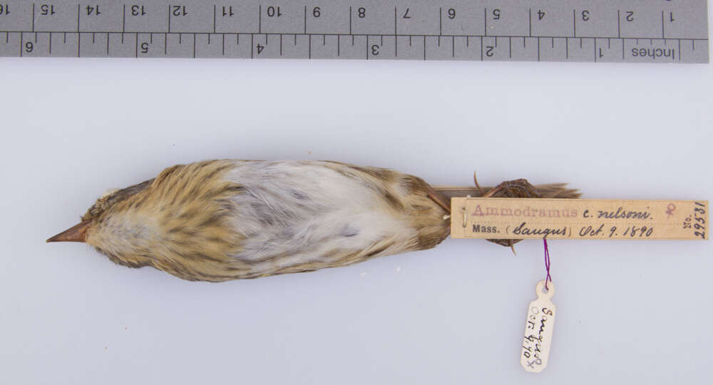 Image of <i>Ammodramus caudacutus nelsoni</i>
