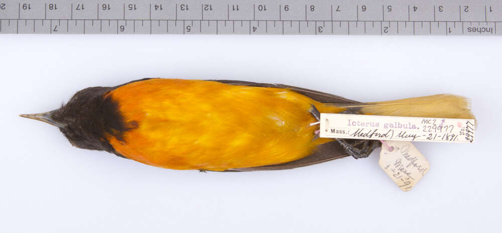 Image of <i>Icterus <i>galbula</i></i> galbula