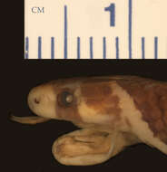 Image of Hemibungarus calligaster calligaster (Wiegmann ex Meyen 1835)