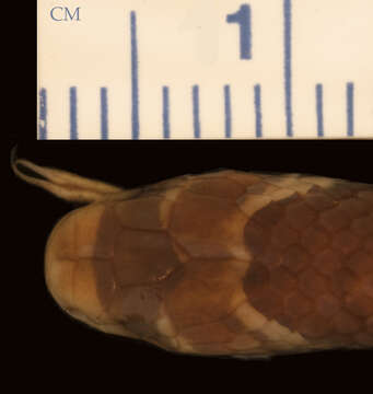 صورة Hemibungarus calligaster calligaster (Wiegmann ex Meyen 1835)