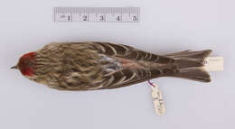 Image of Common Redpoll