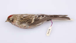 Image of Common Redpoll