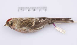 Image of Common Redpoll