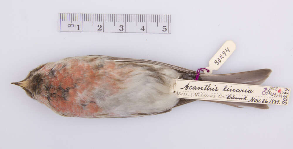 Image of Common Redpoll