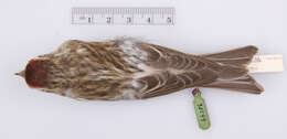 Image of Common Redpoll