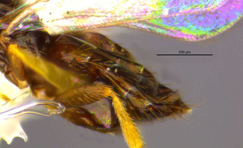 Image of eulophid wasps