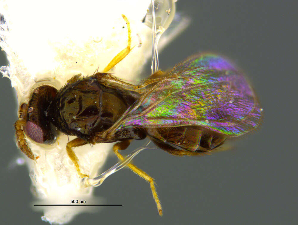 Image of eulophid wasps