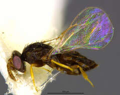 Image of eulophid wasps