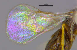 Image of eulophid wasps