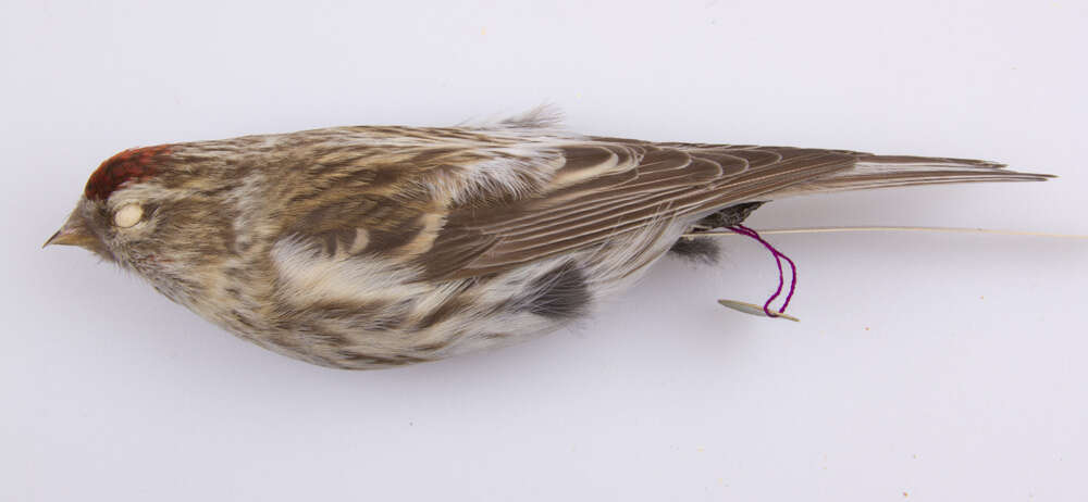 Image of Common Redpoll