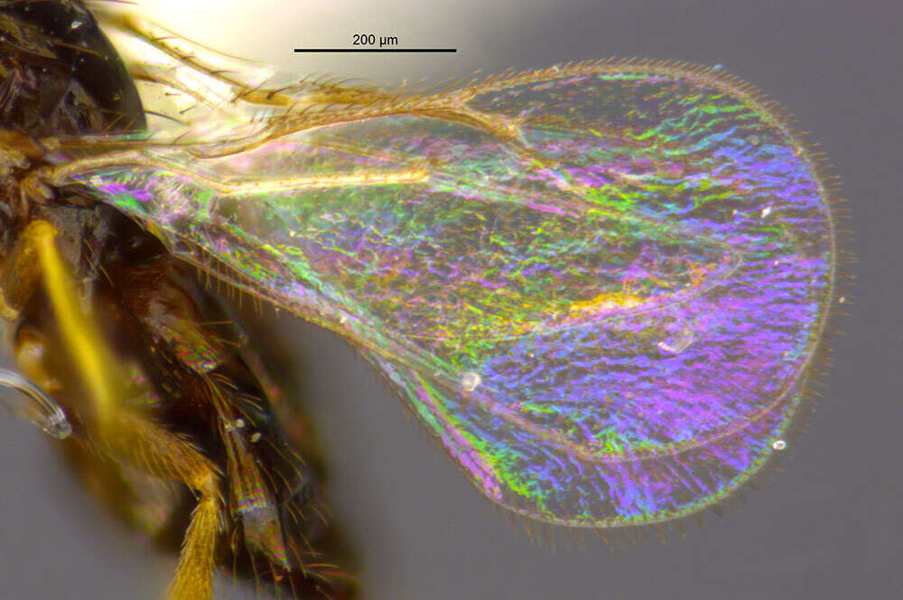 Image of eulophid wasps