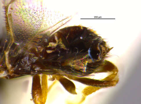 Image of eulophid wasps