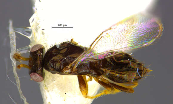 Image of eulophid wasps