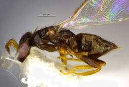 Image of eulophid wasps