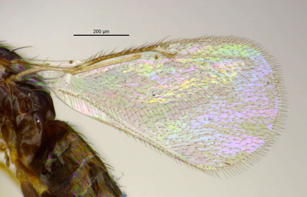 Image of eulophid wasps