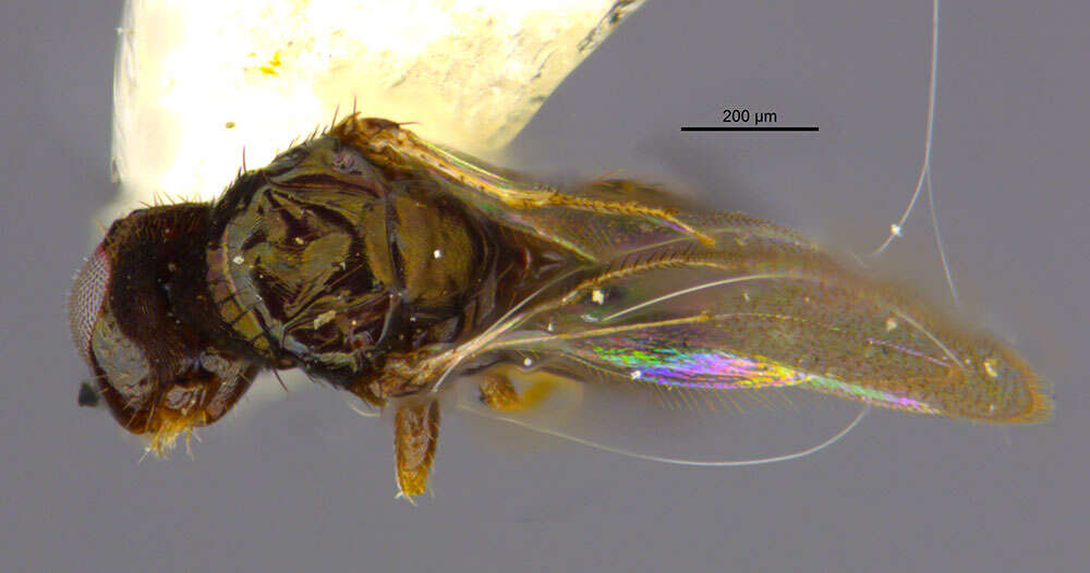 Image of eulophid wasps