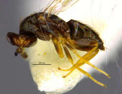 Image of eulophid wasps