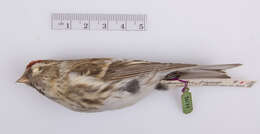 Image of Common Redpoll