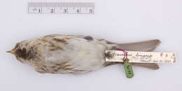 Image of Common Redpoll