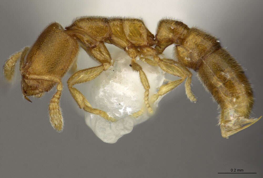 Image of Prionopelta amieti Terron 1974