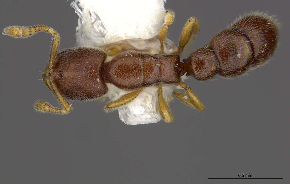 Image of Prionopelta humicola Terron 1974