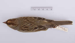 Image of White-crowned Sparrow