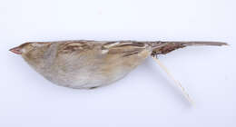 Image of White-crowned Sparrow