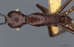 Image of Dendromyrmex apicalis Mann 1916