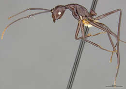 Image of Dendromyrmex apicalis Mann 1916