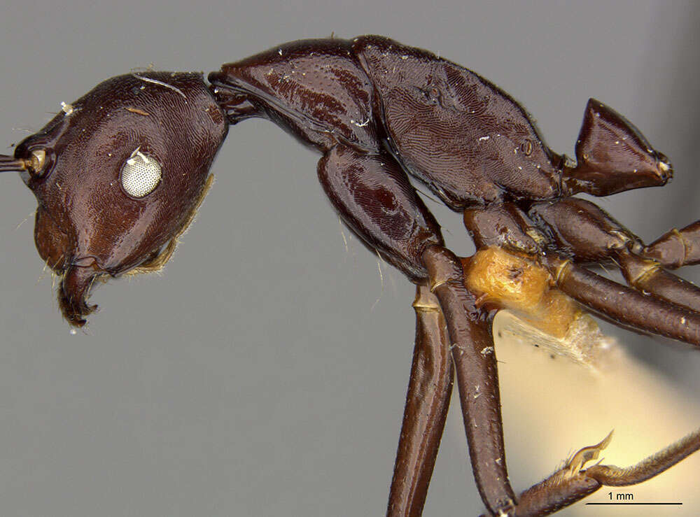 Image of Dendromyrmex apicalis Mann 1916