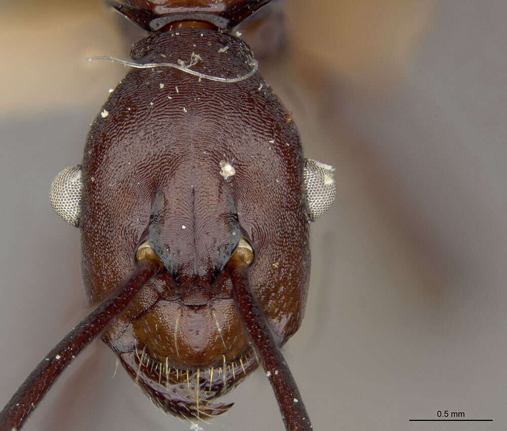 Image of Dendromyrmex apicalis Mann 1916