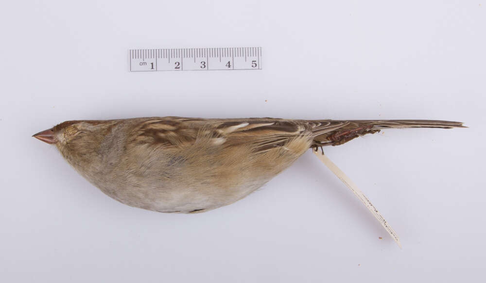 Image of White-crowned Sparrow