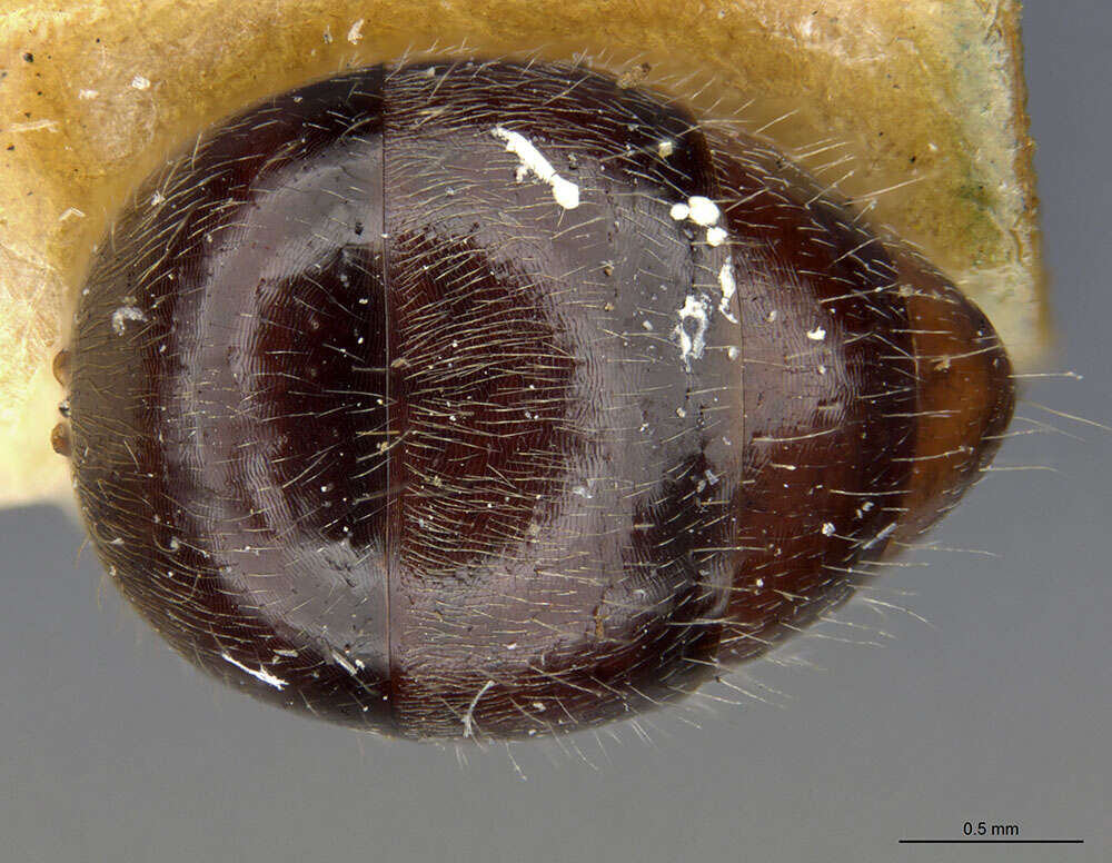 Image of <i>Camponotus traili</i>