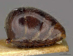 Image of <i>Camponotus traili</i>