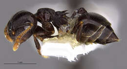 Image of Crematogaster zonacaciae Weber 1943