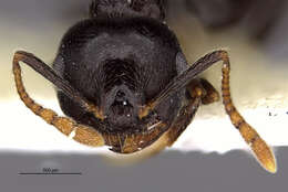 Image of Crematogaster zonacaciae Weber 1943