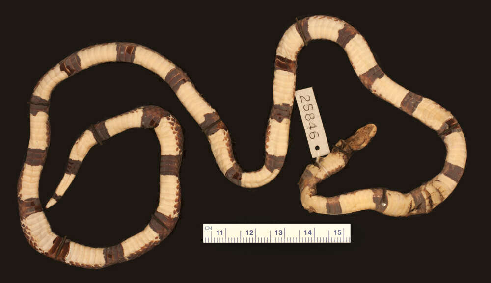 Image of Hemibungarus calligaster calligaster (Wiegmann ex Meyen 1835)