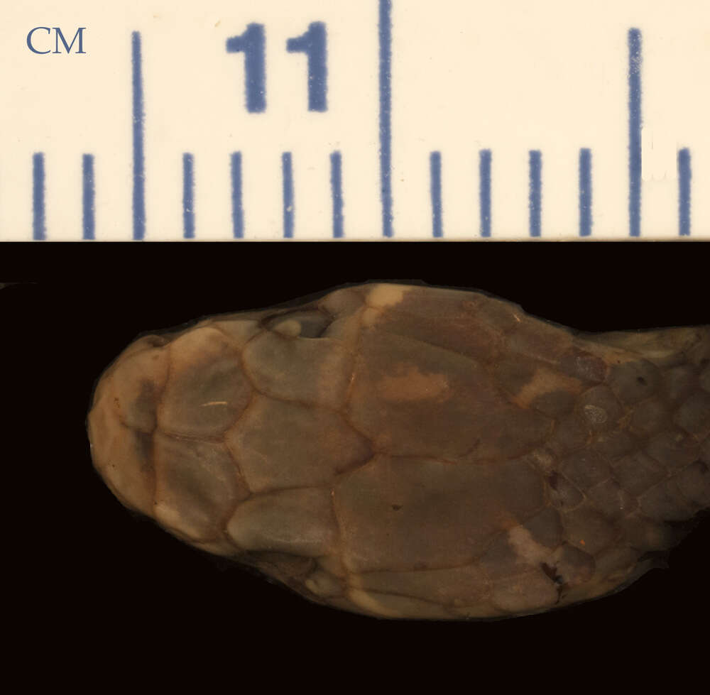 Image of Hemibungarus calligaster calligaster (Wiegmann ex Meyen 1835)