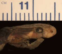 Image of Hemibungarus calligaster calligaster (Wiegmann ex Meyen 1835)