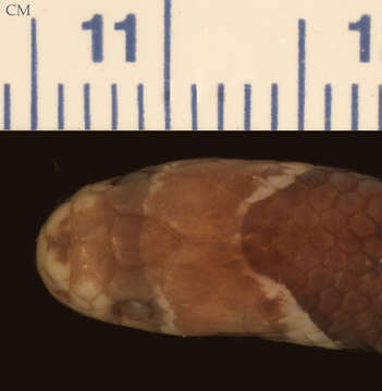 Image of Hemibungarus calligaster calligaster (Wiegmann ex Meyen 1835)