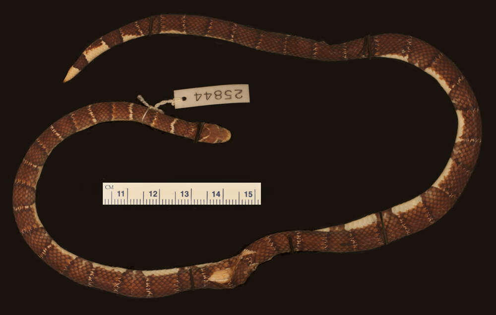 Image of Hemibungarus calligaster calligaster (Wiegmann ex Meyen 1835)