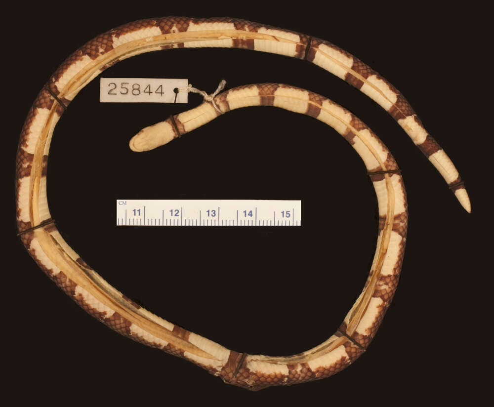 Image of Hemibungarus calligaster calligaster (Wiegmann ex Meyen 1835)