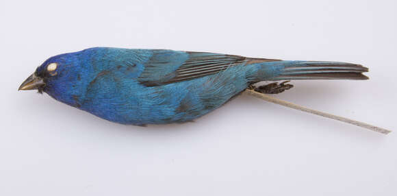 Image of Indigo Bunting