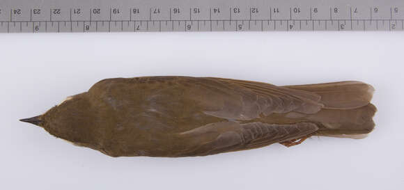 Image of Swainson's thrush