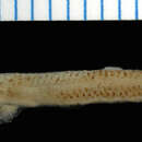 Image of Silver big-eye smelt