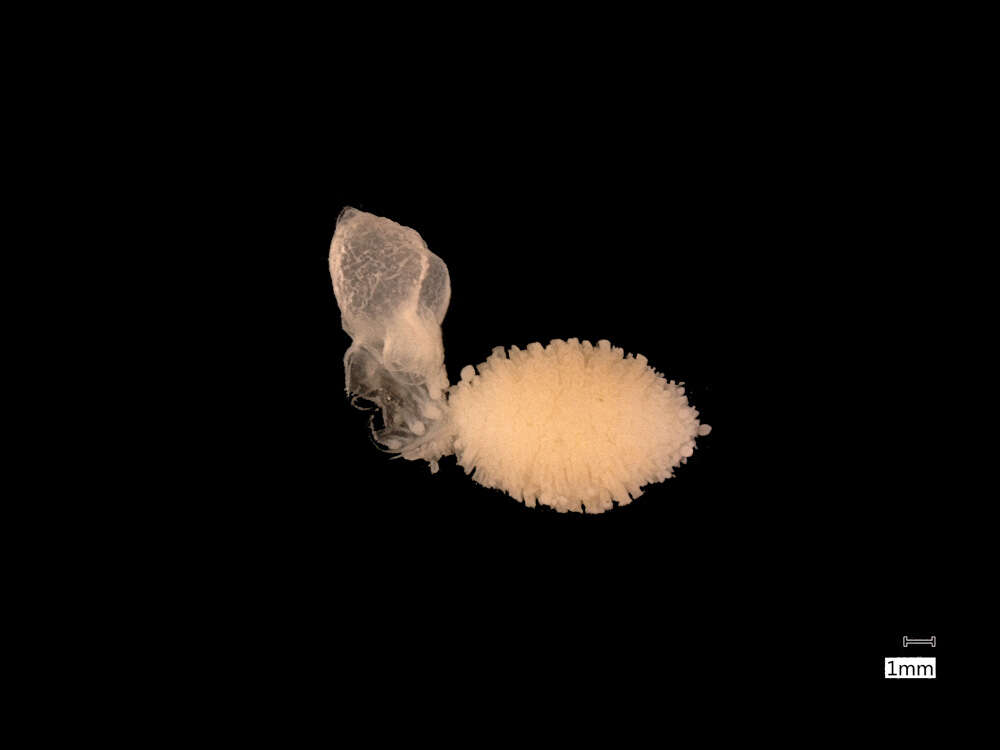 Image of Siphonophorae Eschscholtz 1829