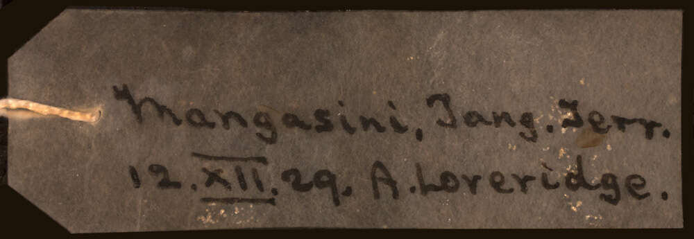 Image of Psammophis tanganicus Loveridge 1940