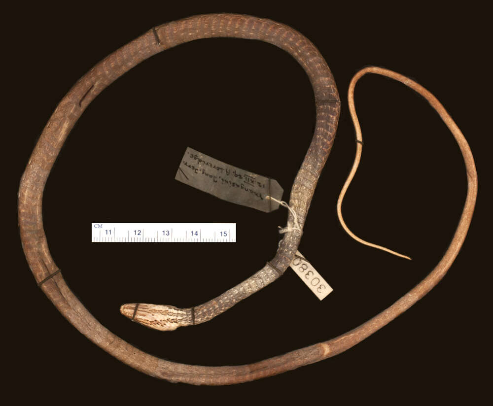 Image of Psammophis tanganicus Loveridge 1940