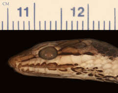 Image of Psammophis tanganicus Loveridge 1940